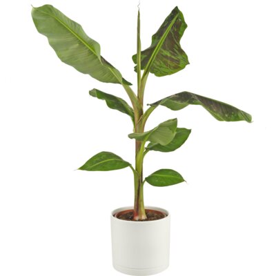 pdp-image-AH Bananenplant