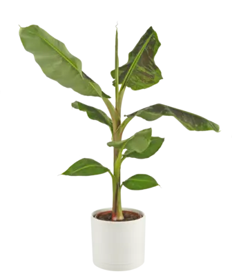 pdp-image-AH Bananenplant