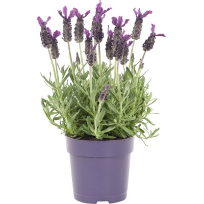 pdp-image-AH Lavendel p10,5