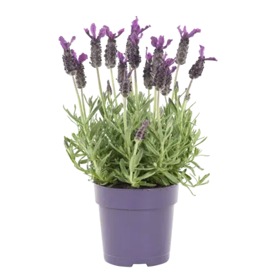 pdp-image-AH Lavendel p10,5