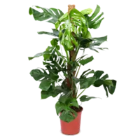 AH Monstera pertusum gatenplant l
