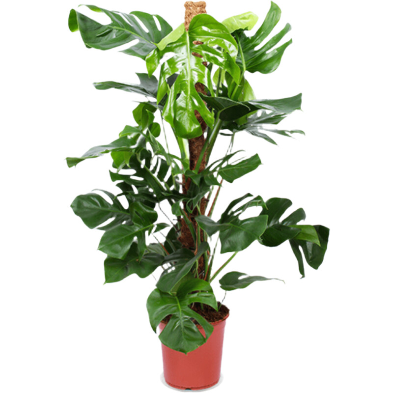 AH Monstera pertusum gatenplant l