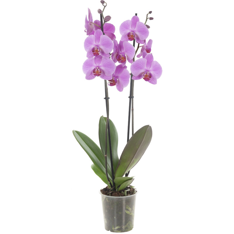 Een afbeelding van AH Orchidee 2-takker