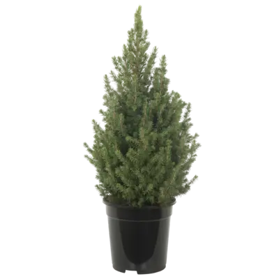 pdp-image-AH Picea conica p21
