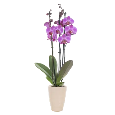 pdp-image-AH Orchidee 3-tak in pot