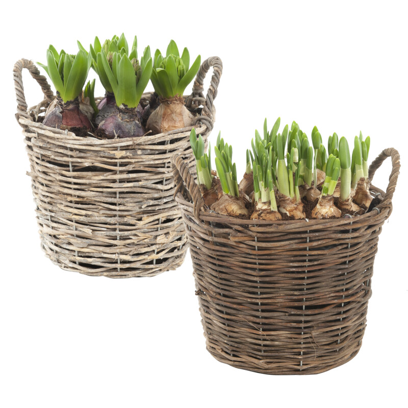 AH Bollen glasschaal groot