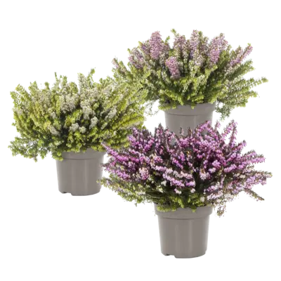 pdp-image-AH Erica darleyensis p11
