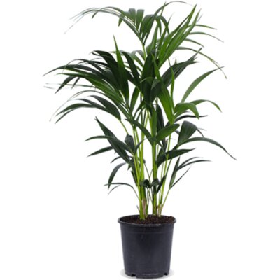 pdp-image-AH Howea forsteriana kentiapalm m