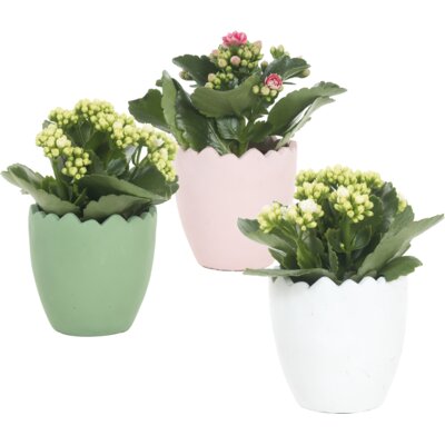 pdp-image-AH Gekleurd keramieken ei met kalanchoë