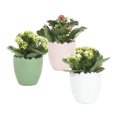 pdp-image-AH Gekleurd keramieken ei met kalanchoë