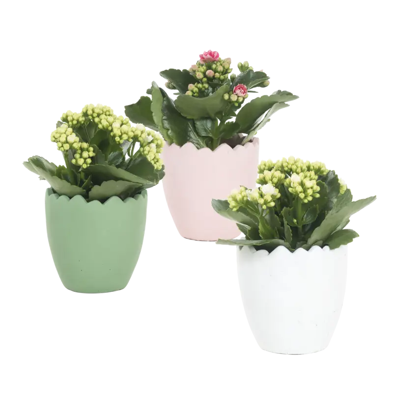 Gekleurd keramieken ei met kalanchoë