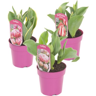 pdp-image-AH Dubbele tulp p12