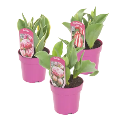 pdp-image-AH Dubbele tulp p12