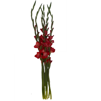 pdp-image-AH Gladiolen