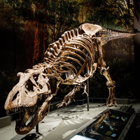 Naturalis entree
