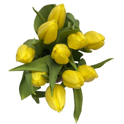 pdp-image-AH Tulp geel