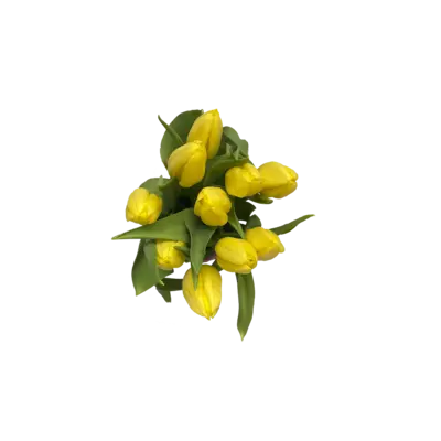 pdp-image-AH Tulp geel