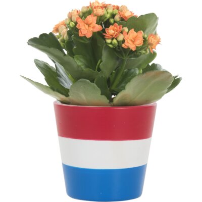 pdp-image-AH Mini kalanchoë in rood-wit-blauw pot
