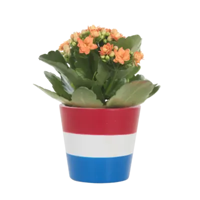 pdp-image-AH Mini kalanchoë in rood-wit-blauw pot