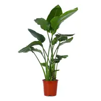 AH Strelitzia nicolai paradijsvogelplant xl