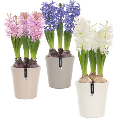 pdp-image-AH Hyacint in pot