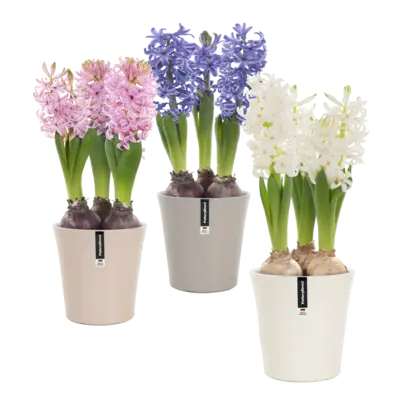 pdp-image-AH Hyacint in pot