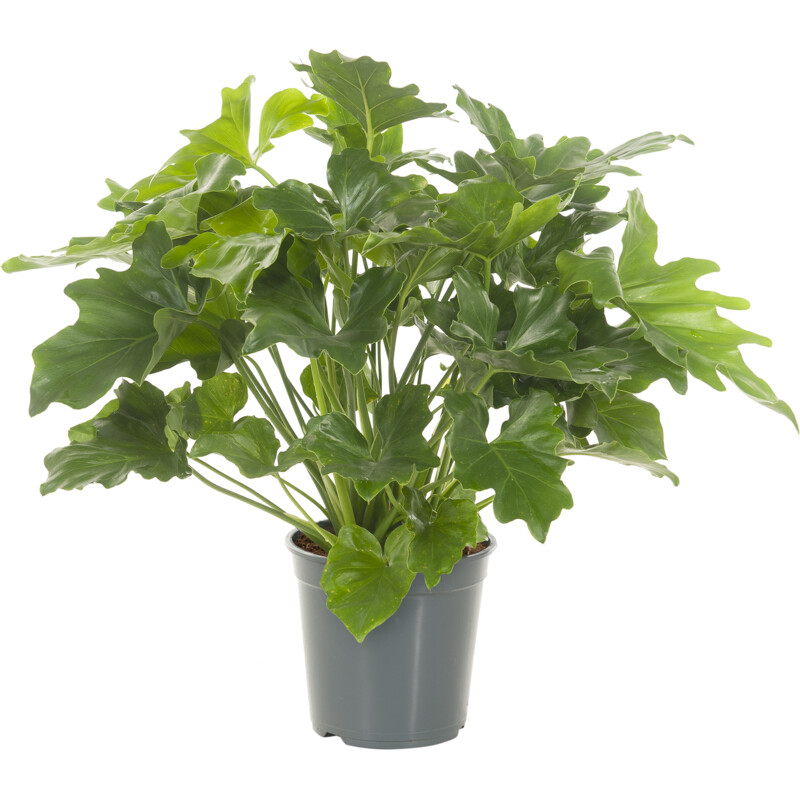 Een afbeelding van AH Philodendron