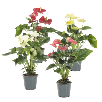 pdp-image-AH Anthurium p12