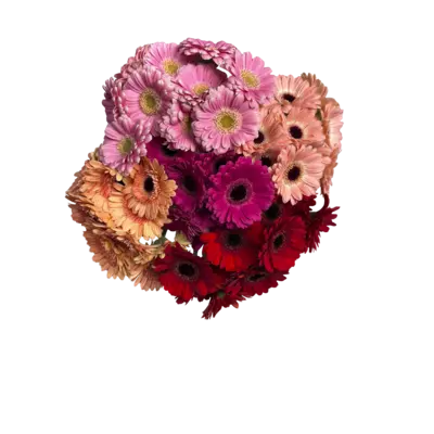 pdp-image-AH Gerbera mini