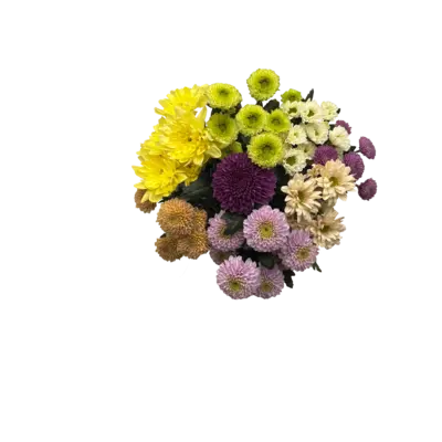 pdp-image-AH Chrysantmix