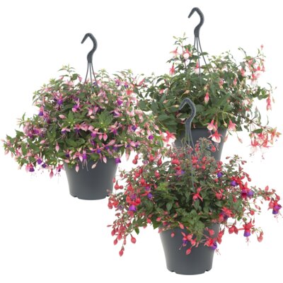 pdp-image-AH Fuchsia hanger