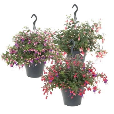 pdp-image-AH Fuchsia hanger