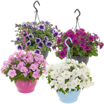 pdp-image-AH Petunia