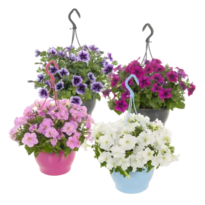 pdp-image-AH Petunia