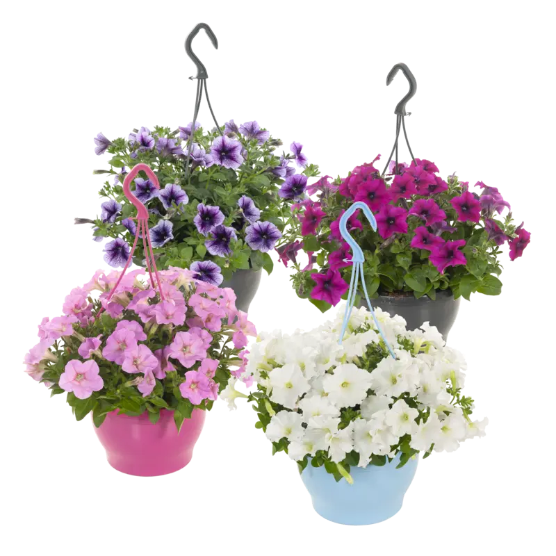 Petunia