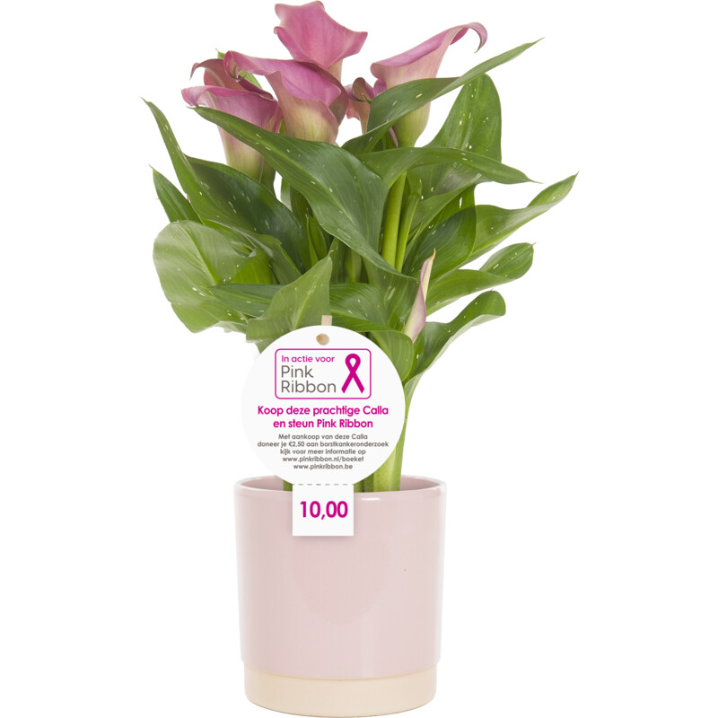 Een afbeelding van AH Calla in pot