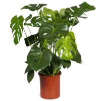 AH Monstera deliciosa 21 teelt