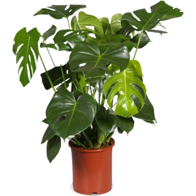 pdp-image-AH Monstera deliciosa 21 teelt