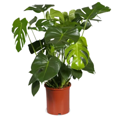 pdp-image-AH Monstera deliciosa 21 teelt
