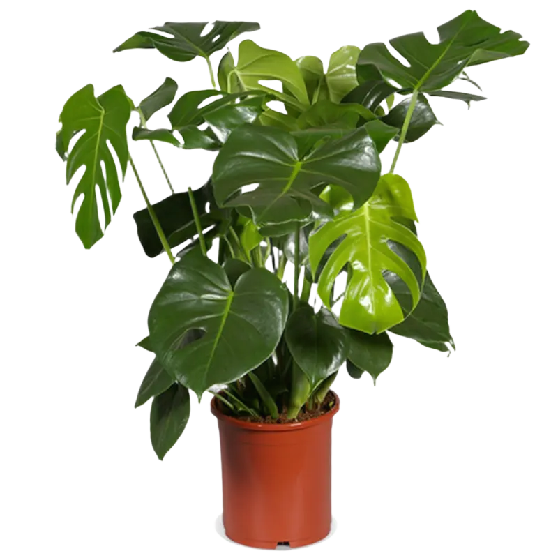 AH Monstera deliciosa 21 teelt