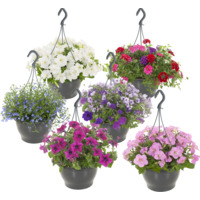 AH Perkplant in hangpot