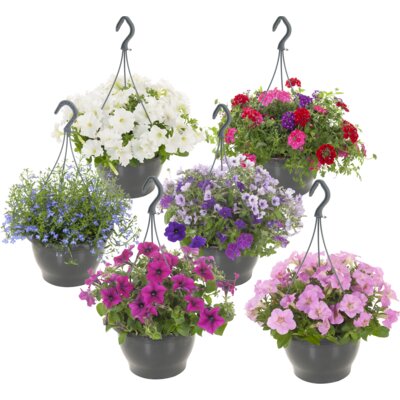 pdp-image-AH Hangpotten perkplanten