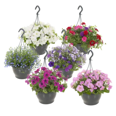 pdp-image-AH Hangpotten perkplanten