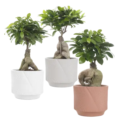 pdp-image-AH Ficus ginseng in pot
