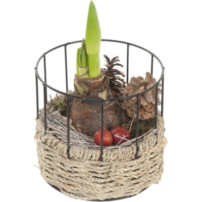 pdp-image-AH Amaryllis in mand metaal