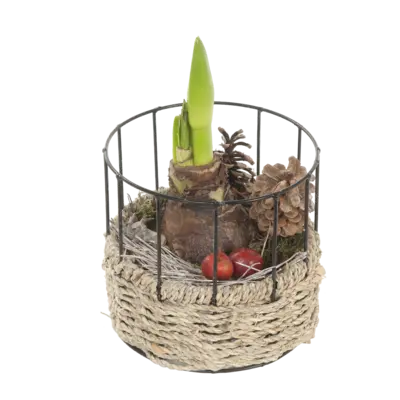 pdp-image-AH Amaryllis in mand metaal