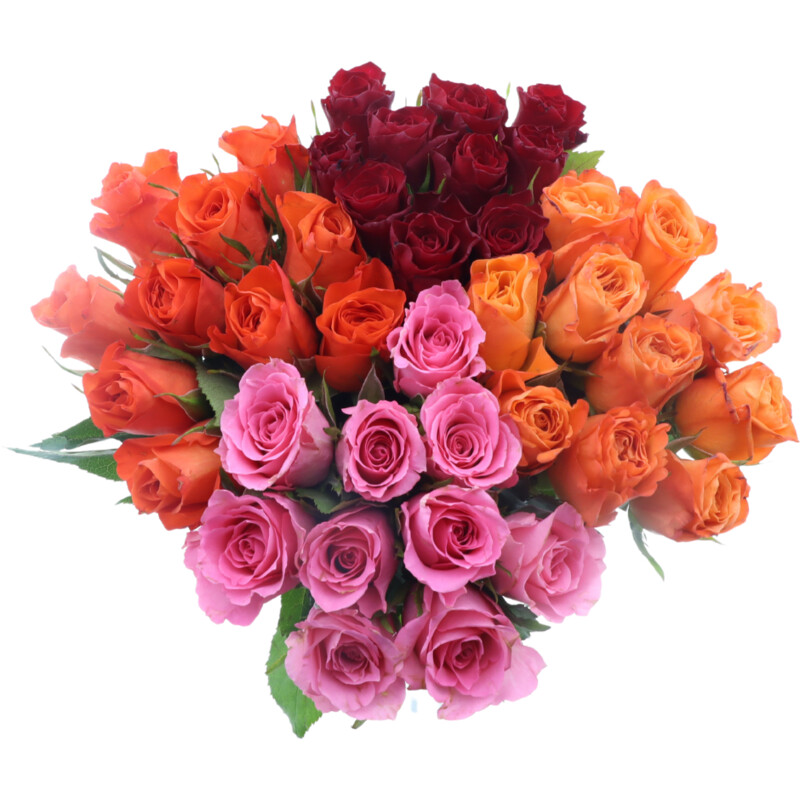 Een afbeelding van AH Roos kort warm