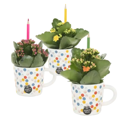 pdp-image-AH Kalanchoë in mok