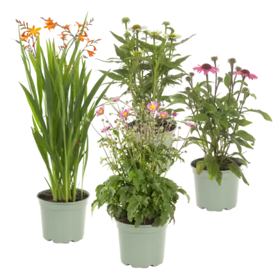 pdp-image-AH Vaste planten