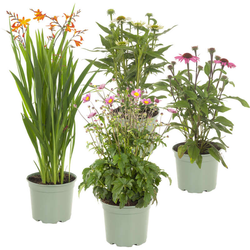 Een afbeelding van AH Vaste planten